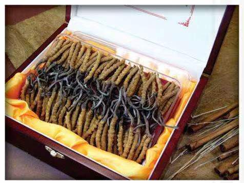 金堂冬虫夏草回收